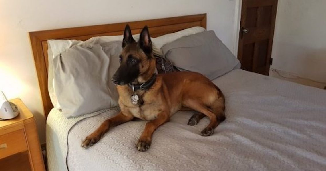Pode dormir com cachorro na cama?
