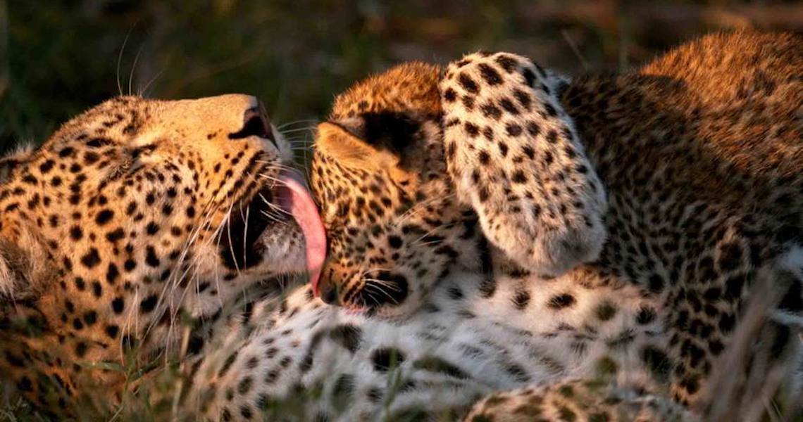 Documentário luta pela preservação dos leopardos, cada vez mais ameaçados de extinção