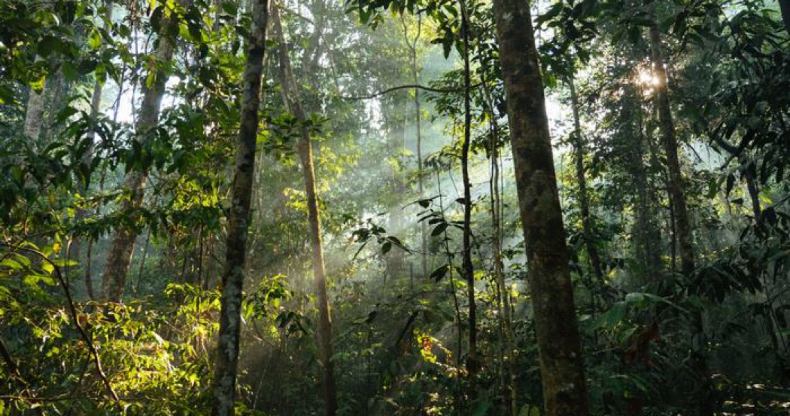 Defesa da Amazônia e da ciência rende prêmio a brasileiros