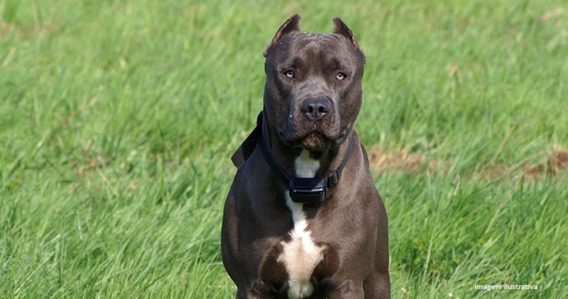 Dona de pitbull deve indenizar ataque a animal de estimação alheio