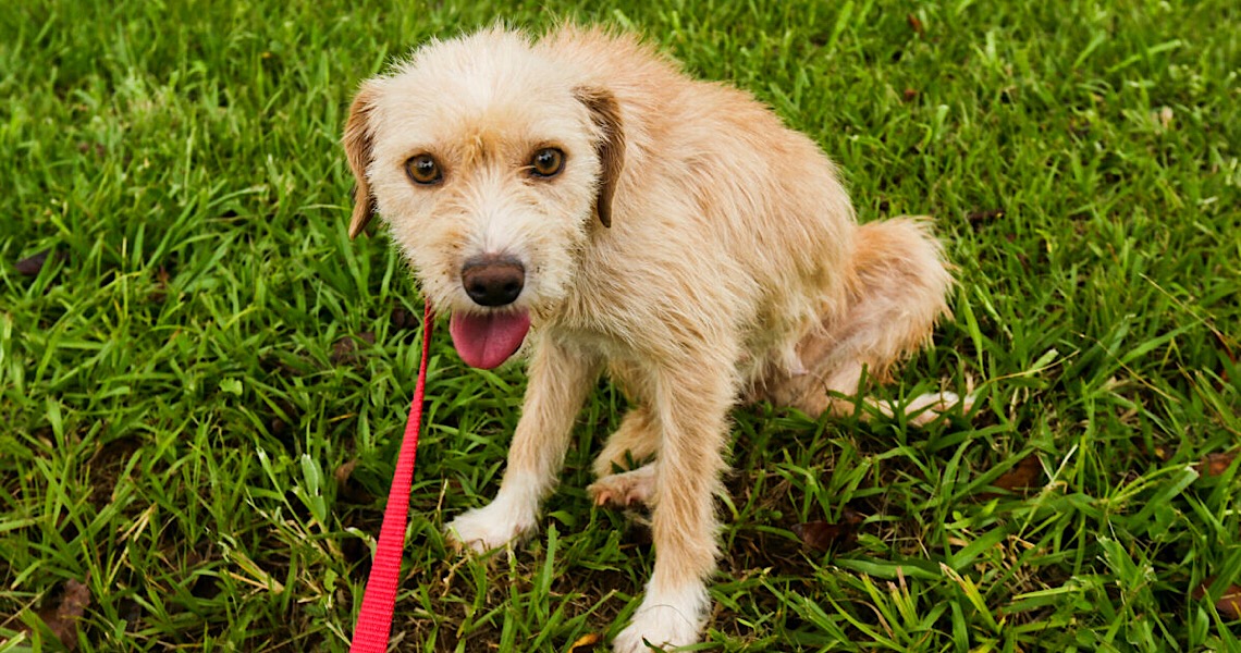 Vinte cachorrinhos estão prontos para adoção no DF