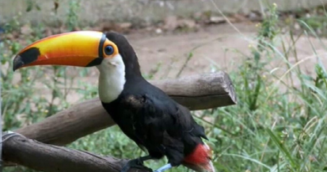 Mais de 600 animais morrem em 4 meses em centro de tratamento do Ibama no Rio