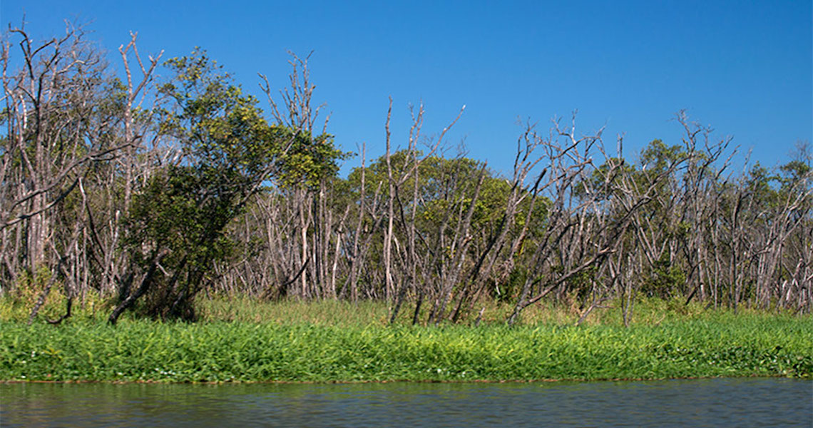 Mangue de Iguape agoniza, quase 70% da floresta morta