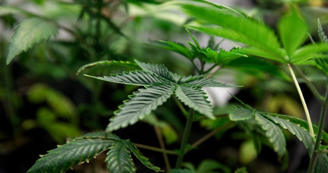 Ministério da Saúde abre consulta pública sobre inclusão do Canabidiol no SUS