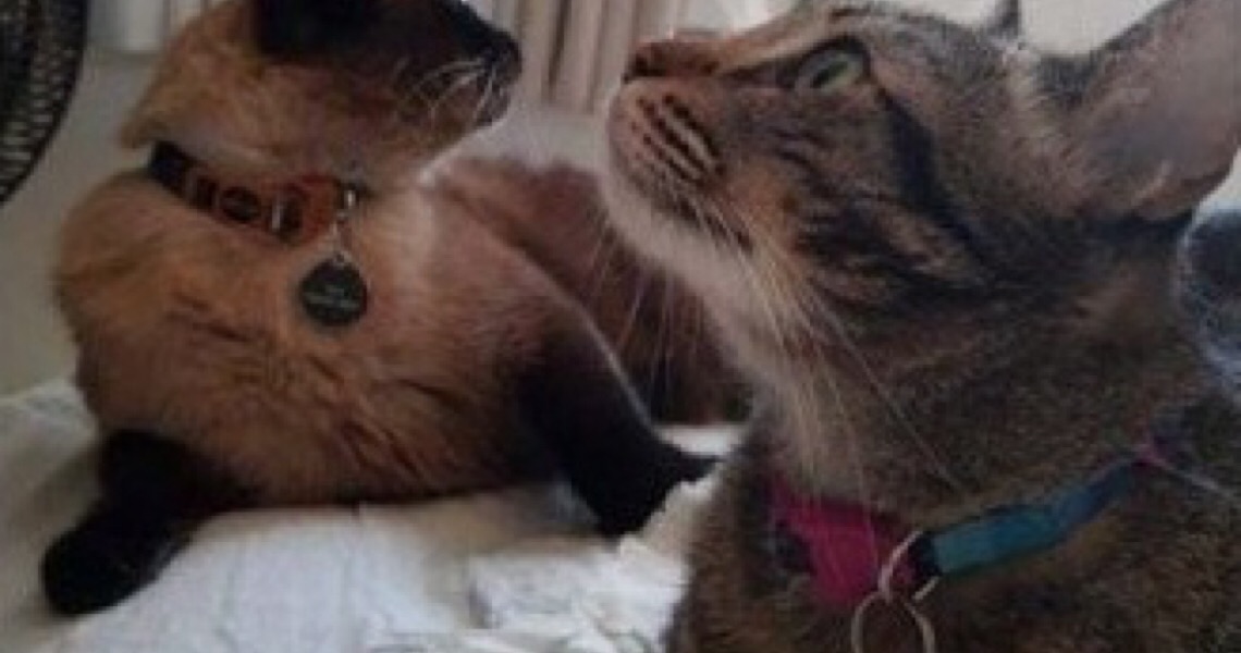 Meu pet sumiu! E agora?