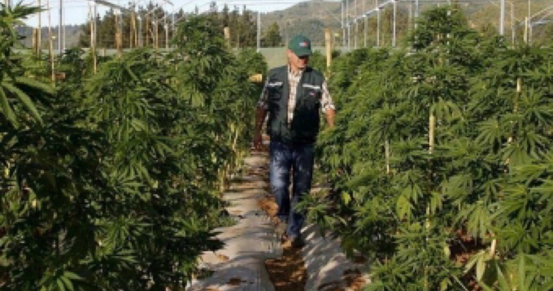 Justiça recua e libera produção de remédios à base de maconha para 14 mil pacientes