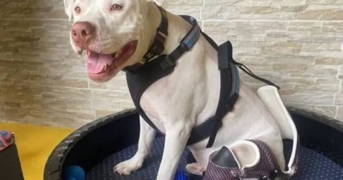 Cão que foi torturado e inspirou criação de lei contra maus-tratos volta a andar com prótese