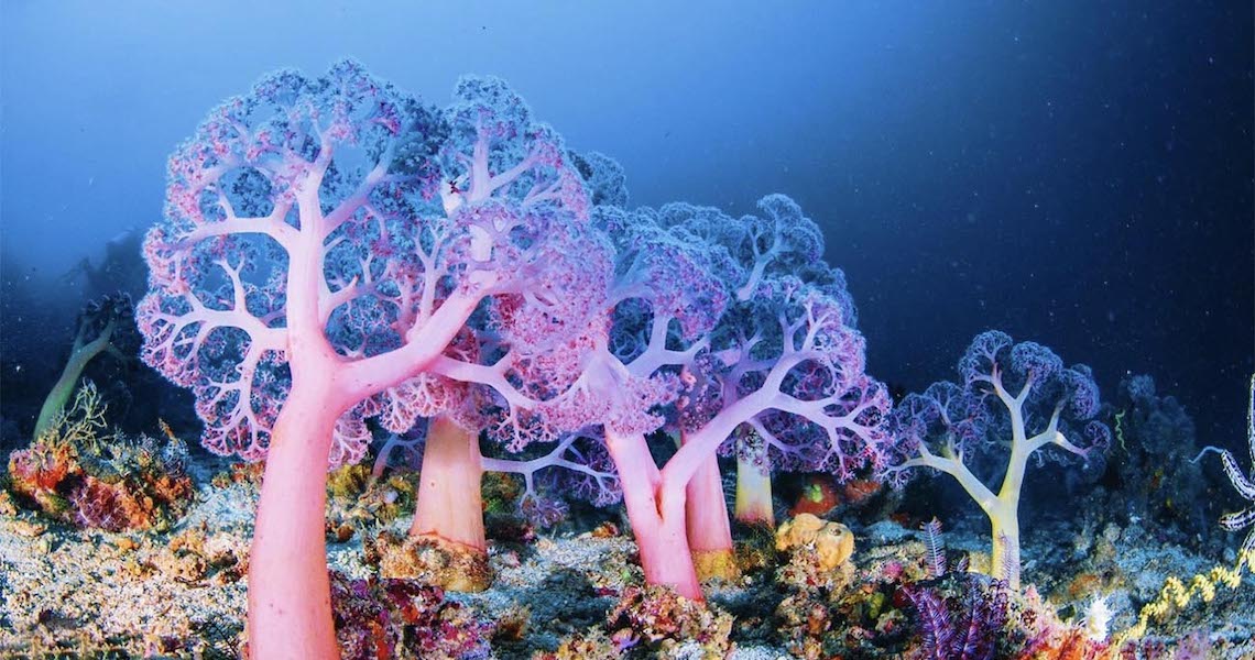 Recifes de coral em alto-mar são descobertos