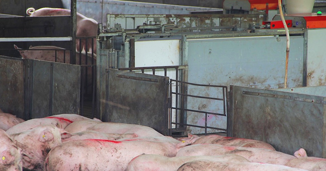 DF busca o pioneirismo na compartimentação sanitária da suinocultura