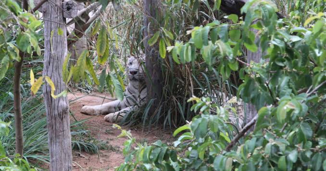 Justiça do DF nega liminar contra decisão que manteve funcionamento do Zoológico durante a pandemia