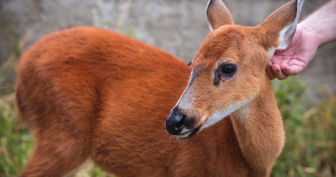 Cervo-do-Pantanal, ameaçado de extinção, chega ao zoo de Brasília