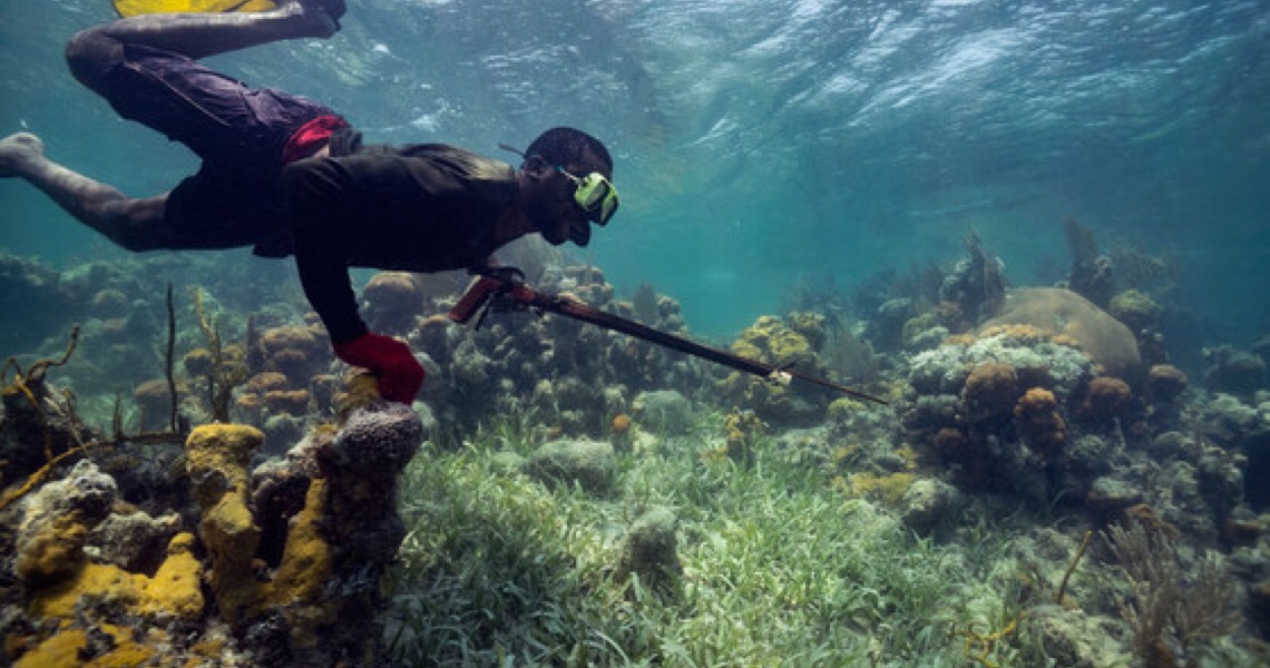 Novos subsídios apoiam conservação e restauração de habitats marinhos