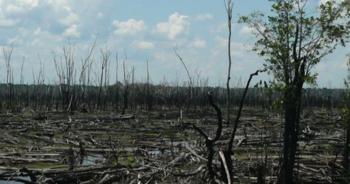 Incêndios florestais têm promovido a expansão das savanas no coração da Amazônia, indica estudo