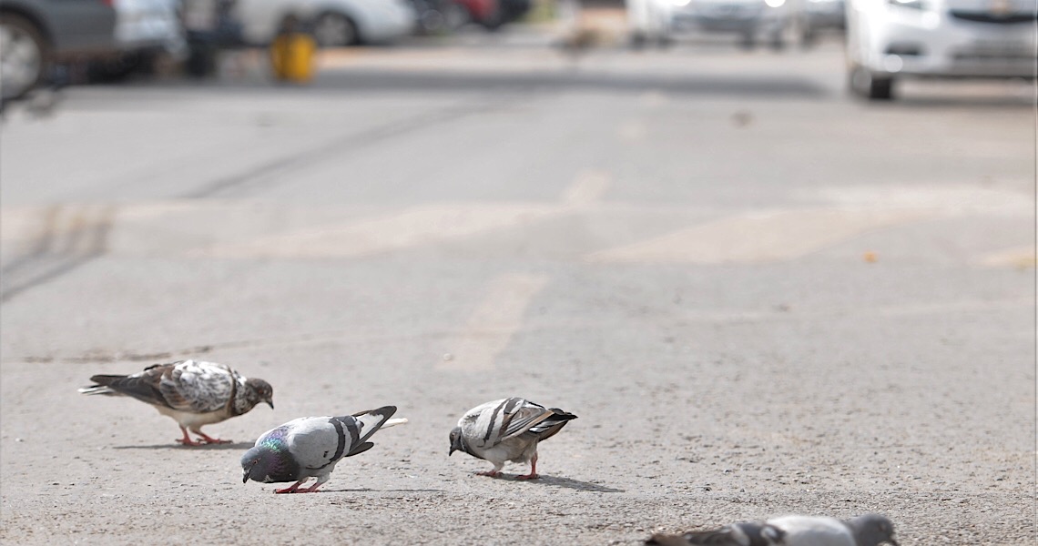 Aprenda como evitar as pragas urbanas e se proteger