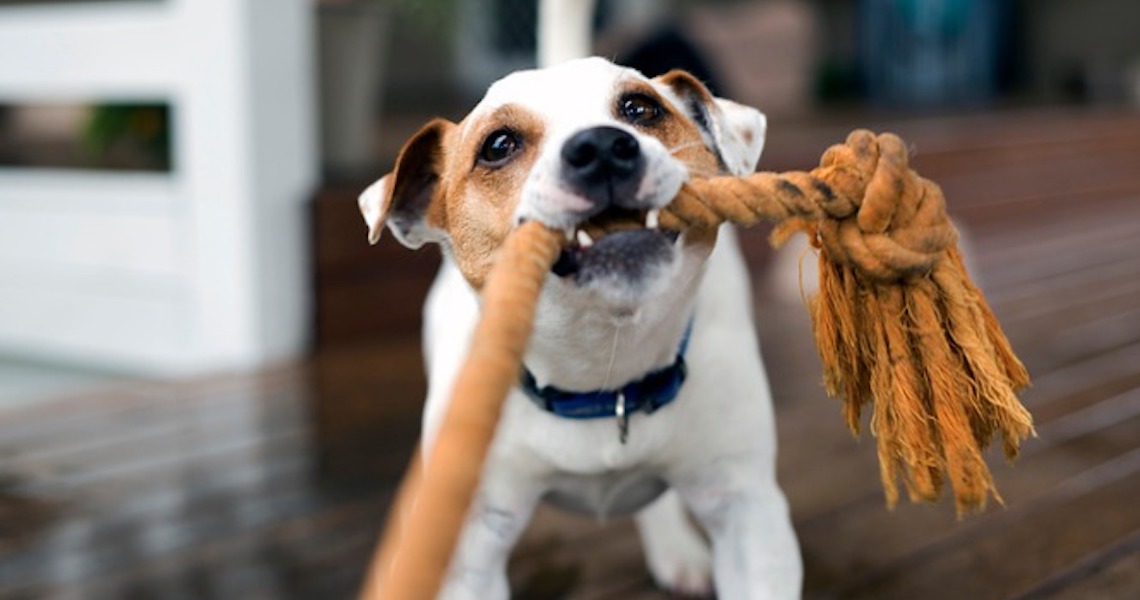 Como cuidar da saúde e da diversão dos pets na pandemia
