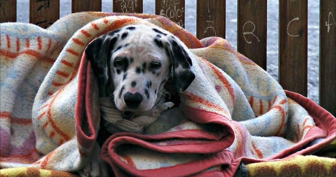 Cuidado redobrado no outono para tosse dos canis