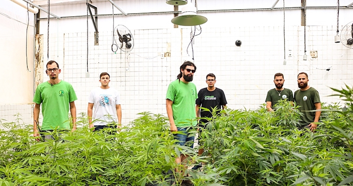 Alvos da Anvisa, associações de cultivadores democratizam acesso à cannabis medicinal