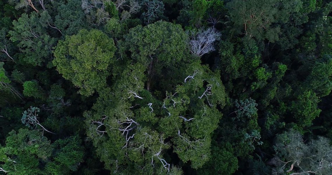 Governo autoriza apoio da Força Nacional ao ICMBio na Amazônia