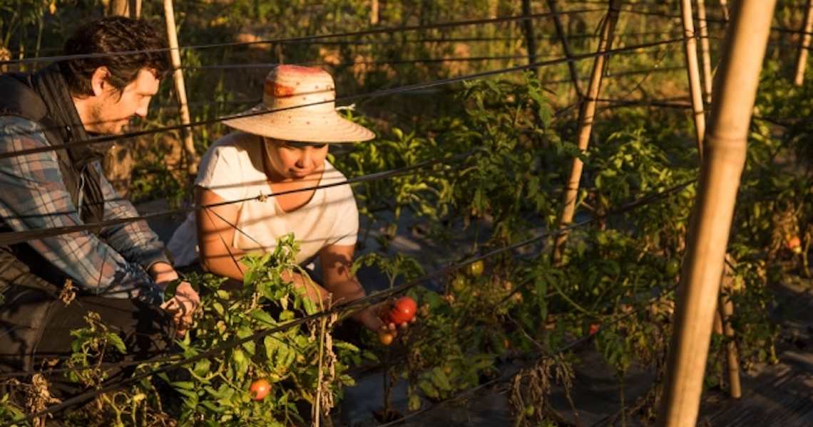 Cultivo sob medida: Chefs buscam parcerias com produtores rurais