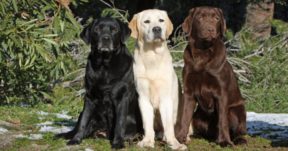Tudo sobre a raça labrador retriever