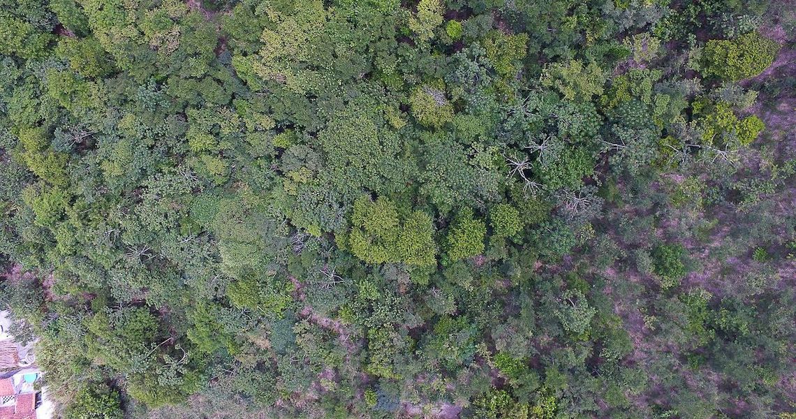 Mata Atlântica é o bioma com maior captação de água do país