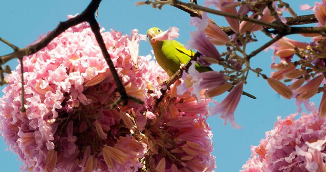 Em Brasília, dissertação traz levantamento da diversidade de aves em área do Plano Piloto