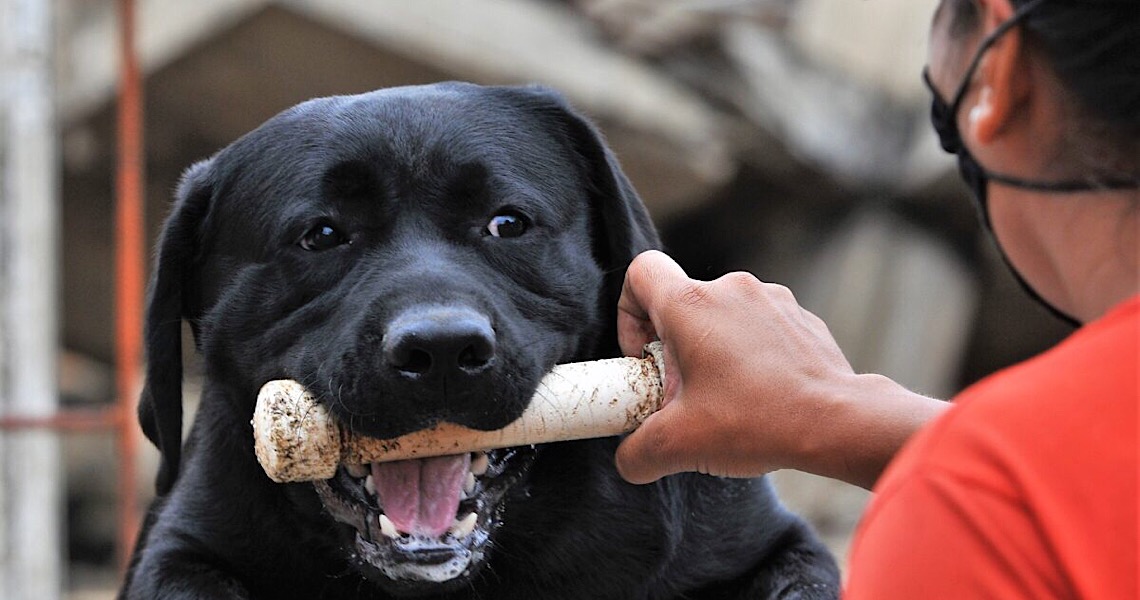 Conheça Baruk e Delta, cães de missão e salvamento do Corpo de Bombeiros