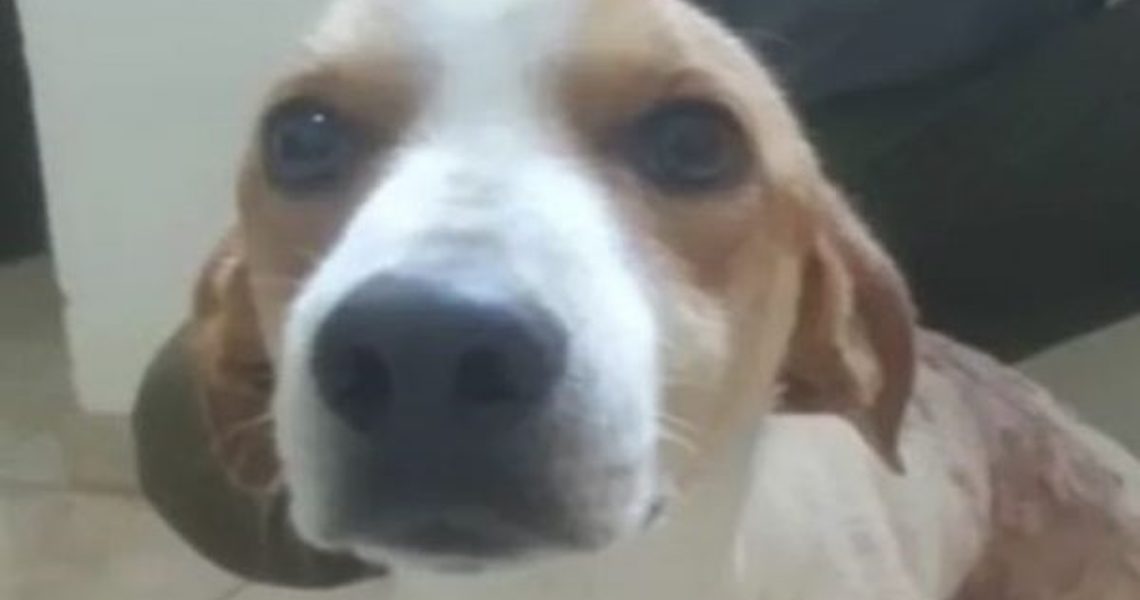 Cão 