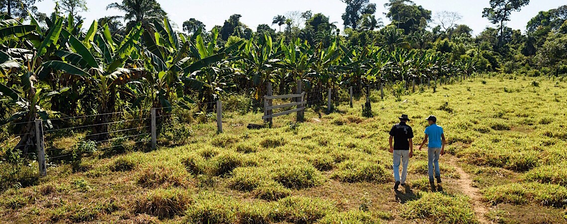 Pará vai dar 'selo verde' para pecuarista que criar gado em área sem desmatamento