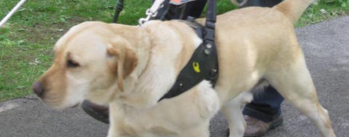 Dia do cão-guia ressalta importância da atuação dos cães junto a pessoas cegas