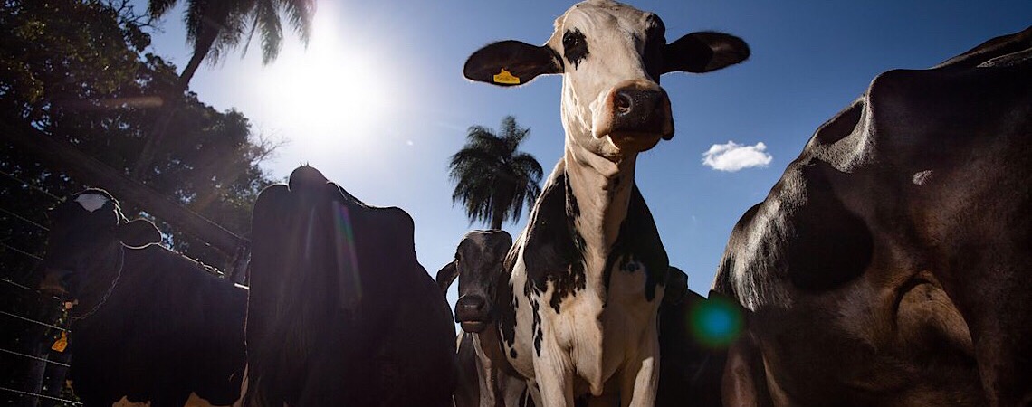 Começa campanha nacional de vacinação contra febre aftosa em 21 estados