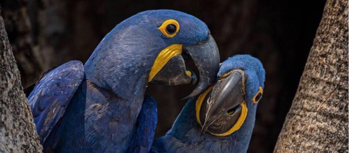 Estudo de pesquisadoras do Instituto Arara Azul relata caso pontual de contaminação de Arara-azul por agroquímicos no Pantanal