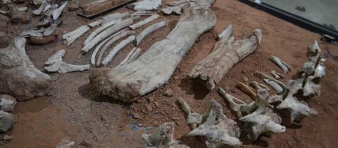 Fósseis achados há 24 anos no interior de SP são de espécie inédita de dinossauro no Brasil