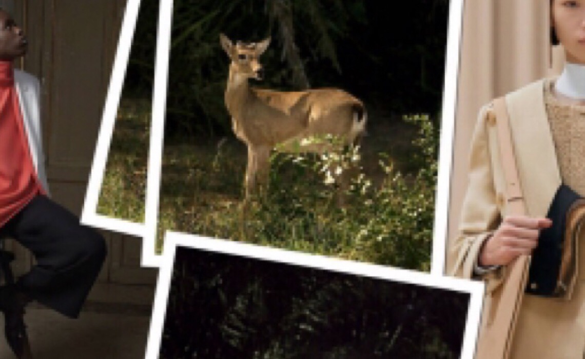 Fauna do Pantanal inspira comparações inusitadas com coleções estrangeira