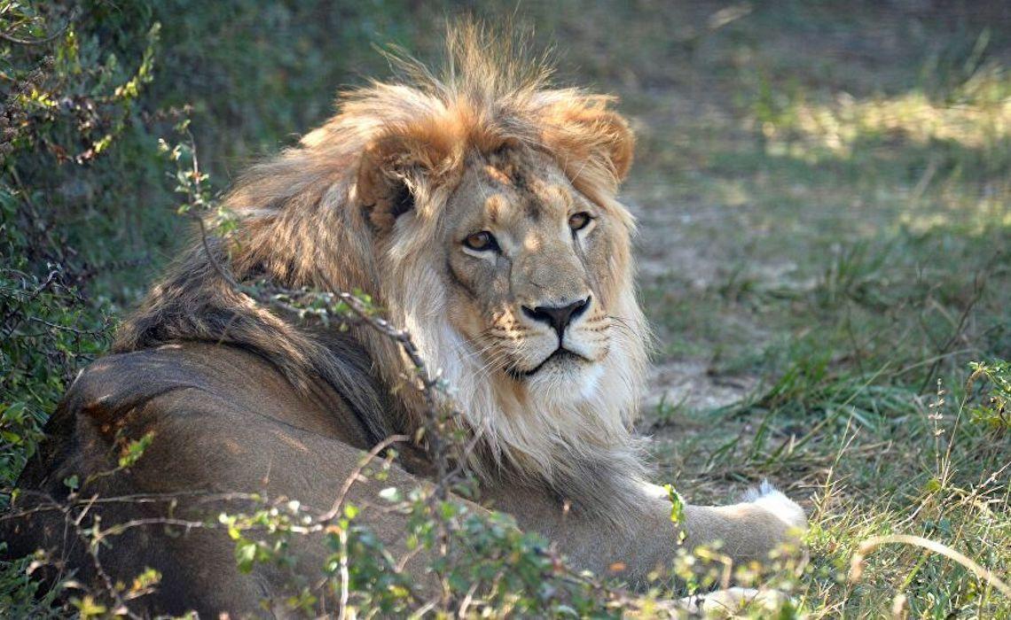 África do Sul vai proibir a criação de leões em cativeiro para caça de troféus