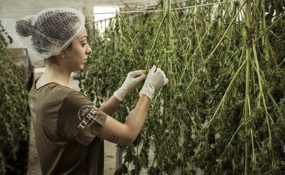 Indústria de Cannabis Medicinal cria associação com 14 empresas do setor