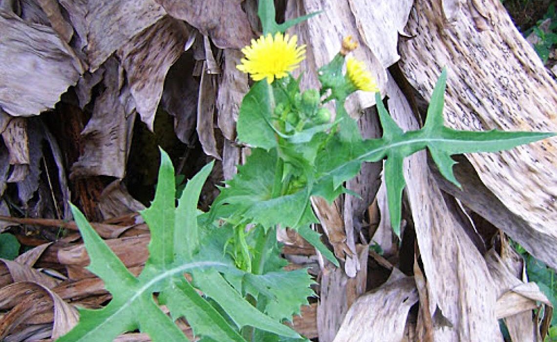 Serralha, que já foi considerada uma planta invasora, é rica em vitaminas e proteínas