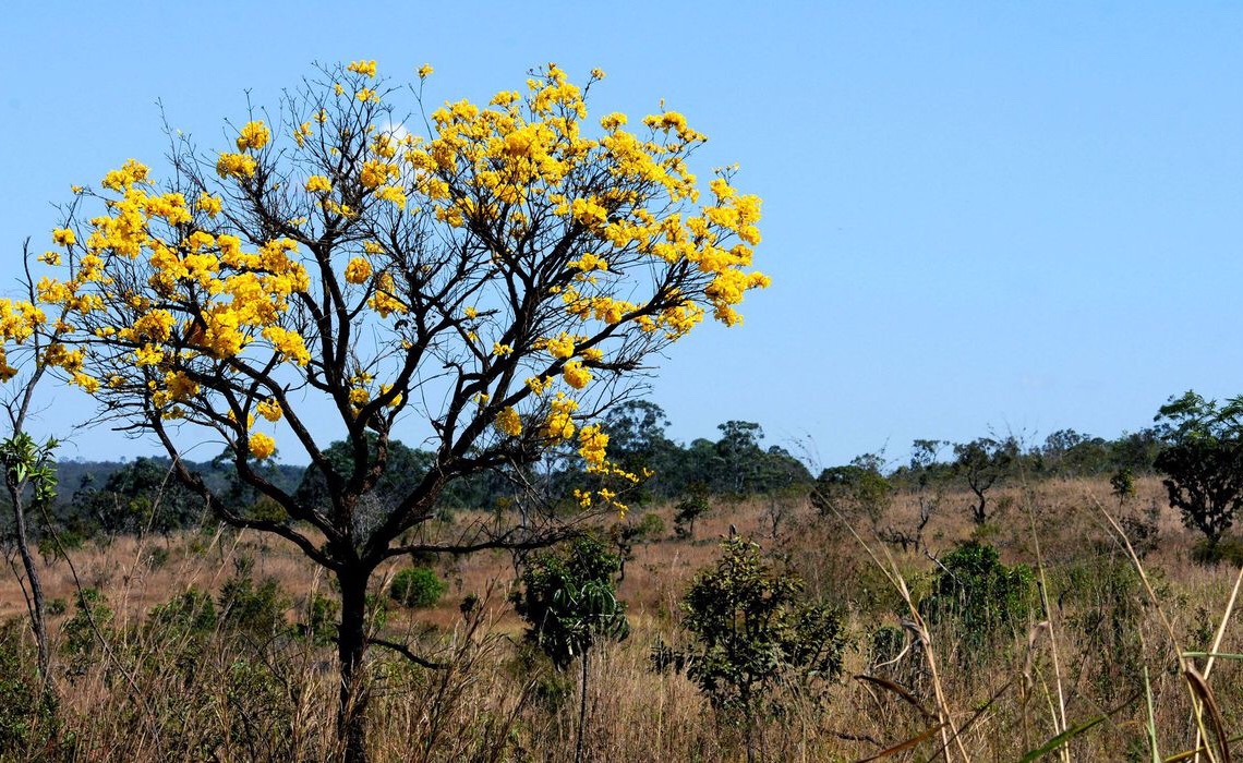 Plataforma reúne dados, fotos e infográficos do cerrado na internet