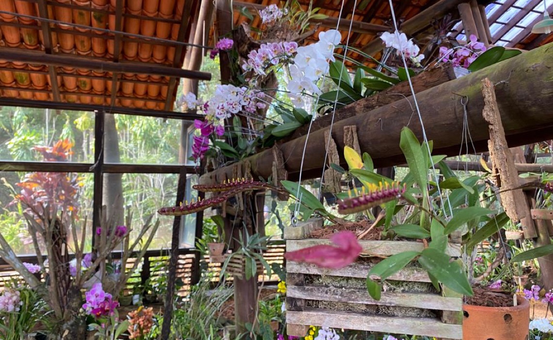 Jardim Botânico de Brasília amplia coleção com 272 mudas de orquídeas