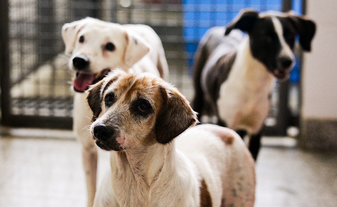 Castração gratuita de 1,8 mil cães e gatos por mês, mais de 3,4 mil pets já foram atendidos