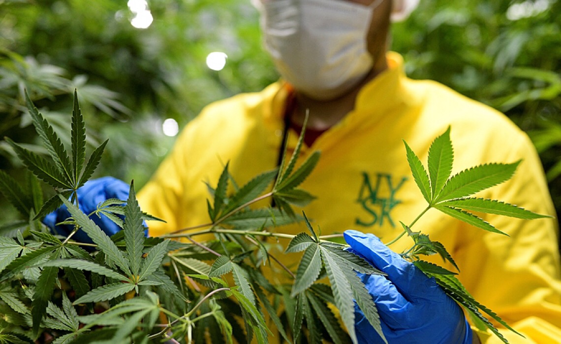 Medicamentos à base de Cannabis podem beneficiar 6 milhões de pacientes no Brasil