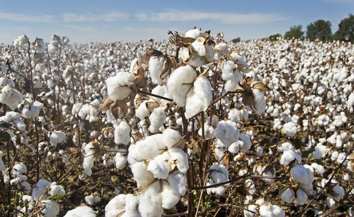 Bayer renova parceria com Sou de Algodão, em apoio à produção responsável da fibra