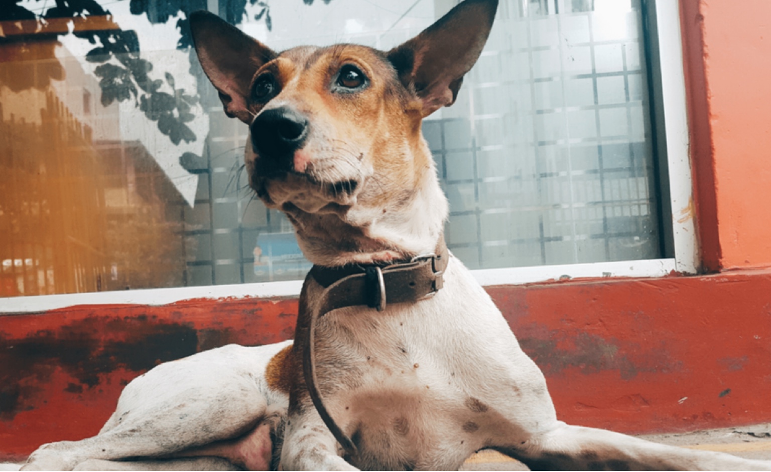 Ansiedade canina: Saiba como identificar e tratar