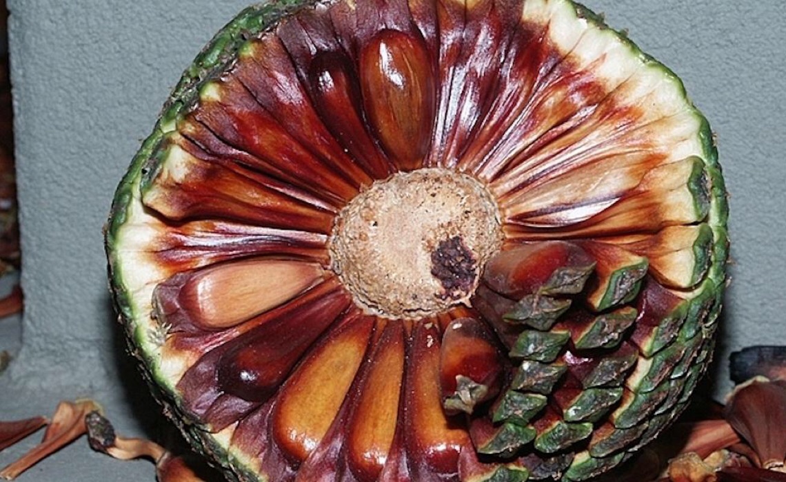 Pinhão: A saborosa e nutritiva semente da araucária é aliada na boa alimentação