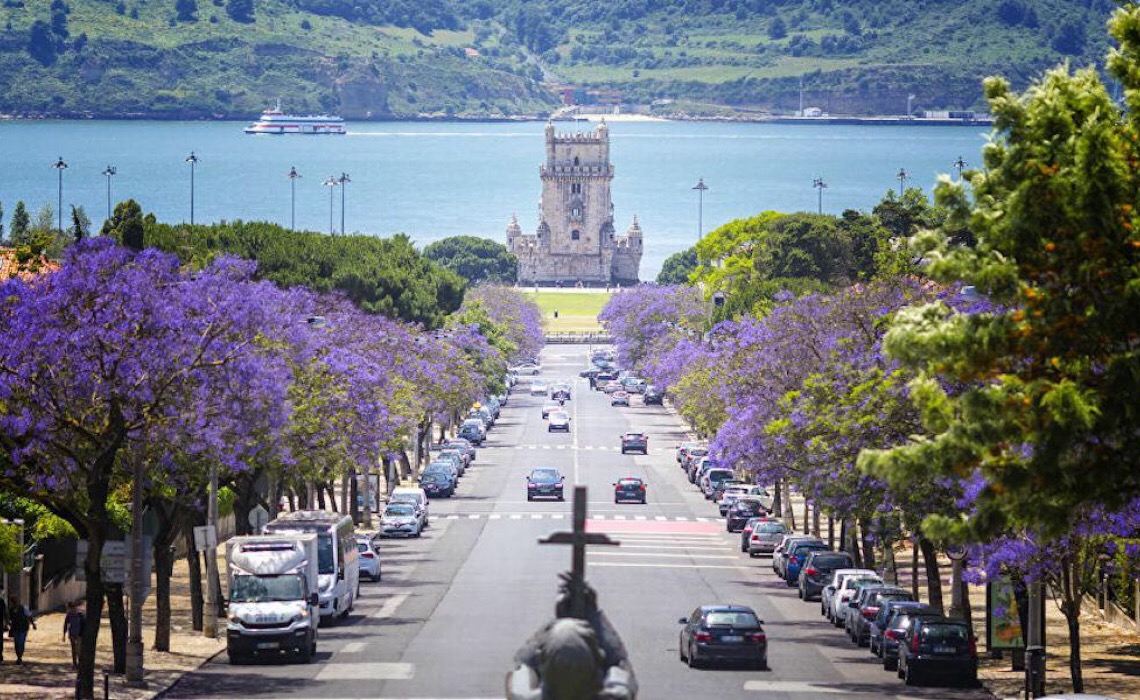 Flor tupiniquim na Europa: como beleza de jacarandás conquistou Portugal?