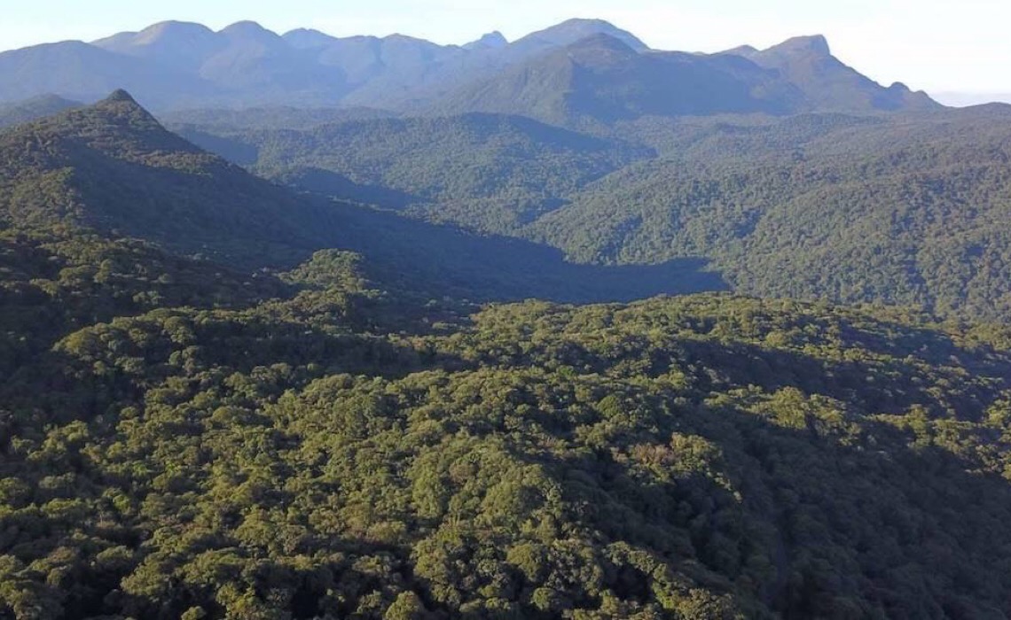Nova espécie de sapo é descoberta na Mata Atlântica