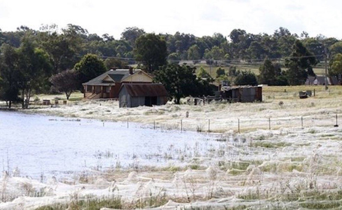 Imagens 'apocalípticas' mostram teias de aranha cobrindo vastas áreas da Austrália após inundações