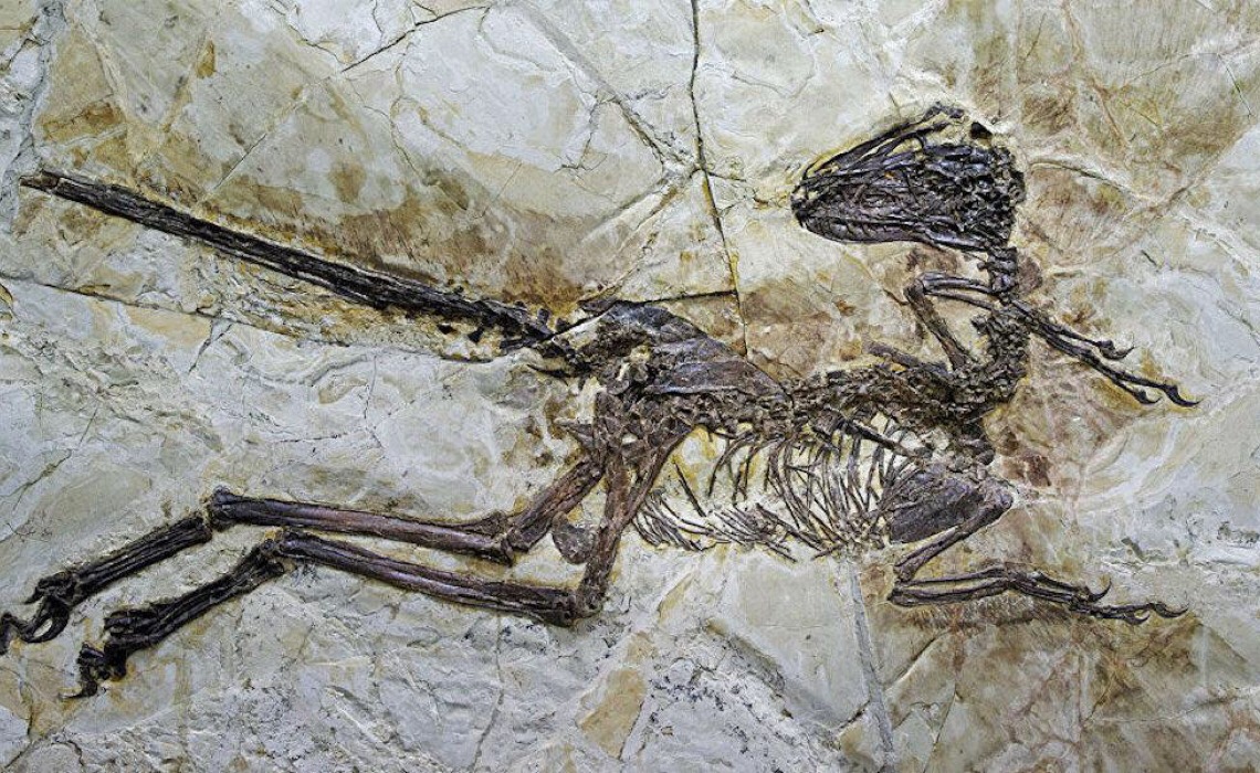 'Menor dinossauro do mundo' é afinal uma espécie de 'lagarto muito estranha', revela estudo