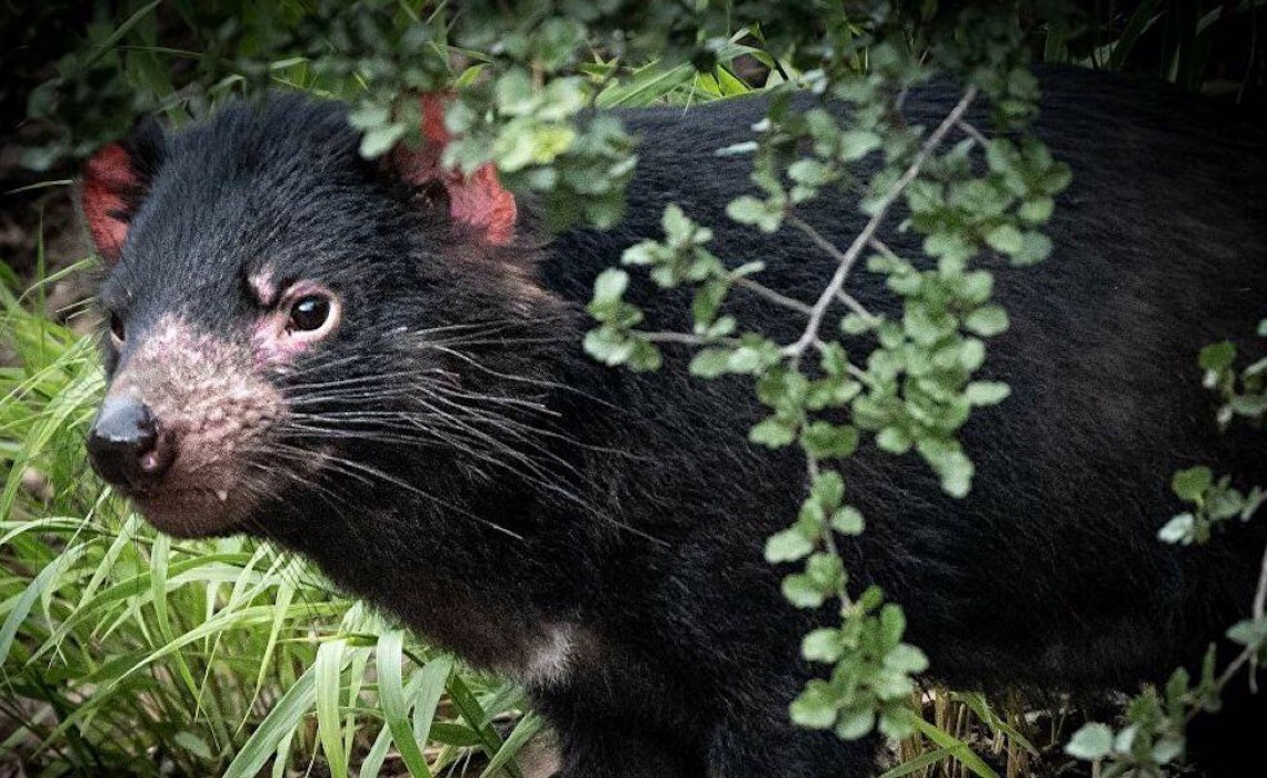 Reintrodução de diabos-da-tasmânia em ilha resulta em 