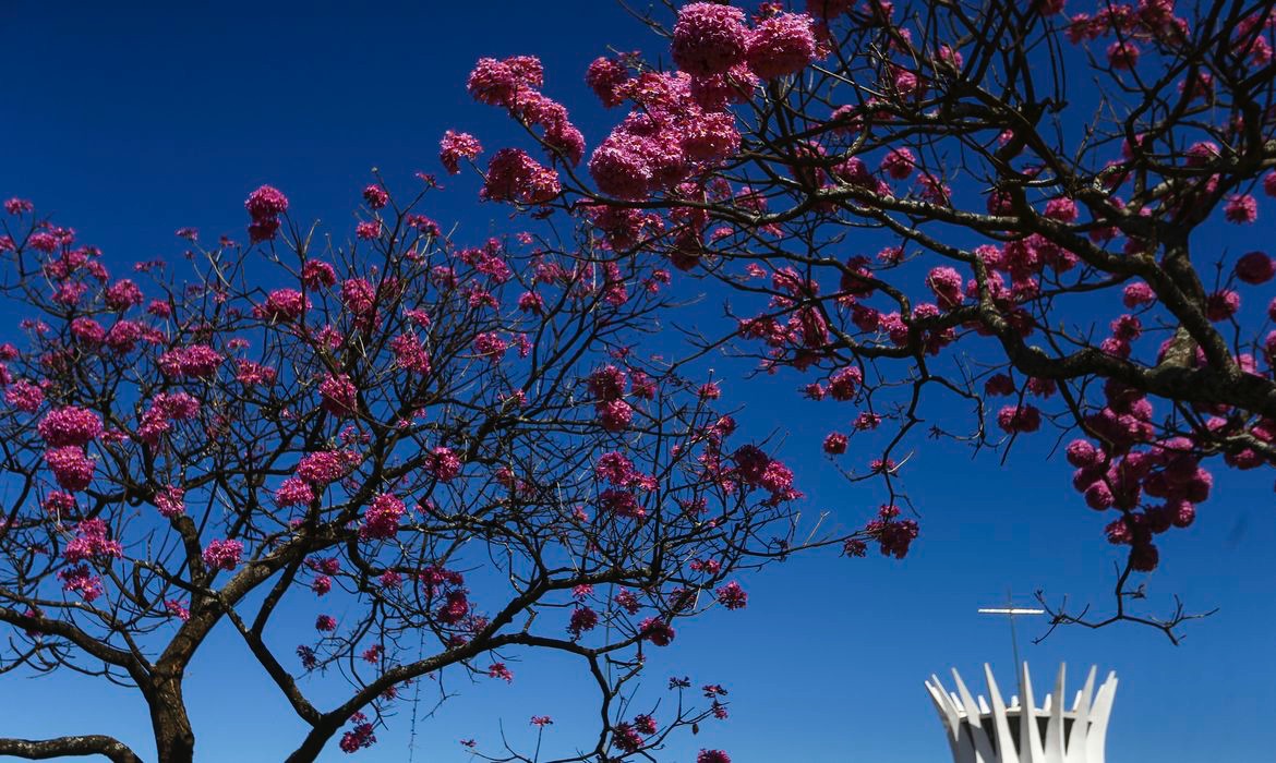 Aplicativo gratuito cria rota dos ipês em Brasília e estimula visitação
